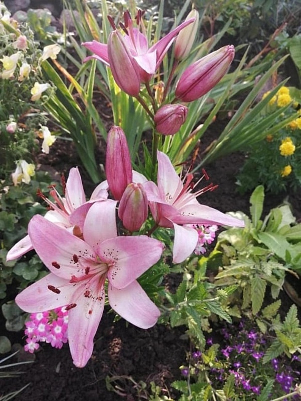 Лилия Розелла Дрим